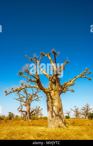 Senegal desert anf a baobab tree Stock Photo