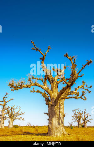 Senegal desert anf a baobab tree Stock Photo