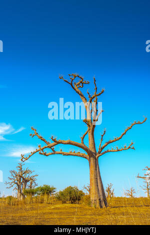 Senegal desert anf a baobab tree Stock Photo