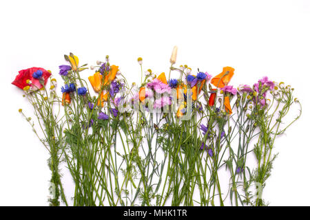 Delicate flowers. Spring yellow, purple, pink flowers on white background. View from above, flat lay, top view Stock Photo