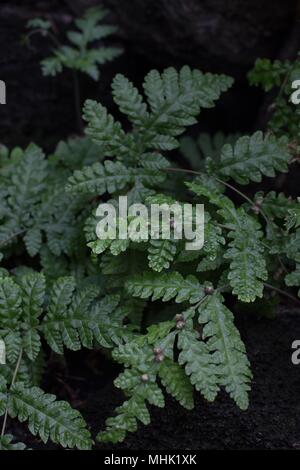 A dwarf tree fern. Stock Photo