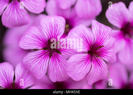 Pink-Sorrel (Oxalis articulate) blooming. Stock Photo