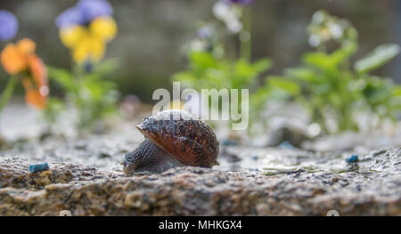Mousehole, Cornwall, UK. 2nd May 2018. UK Weather. This snail was out amongst the violas early on this morning, making the most of the damp conditions early on. Credit: Simon Maycock/Alamy Live News Stock Photo