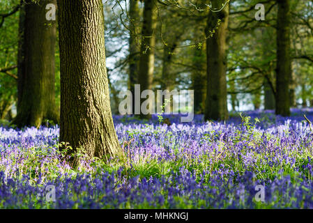 Misk Hills, Hucknall, Nottinghamshire, UK:02nd May 2018. UK Weather: After a morning of rain, evening sunlight illuminates the mass of Bluebells in a local beech and Oak deciduous woodland in Nottinghamshire. Credit: Ian Francis/Alamy Live News