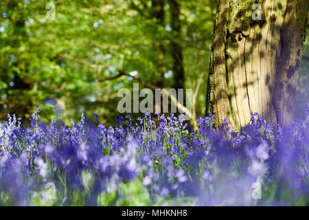 Misk Hills, Hucknall, Nottinghamshire, UK:02nd May 2018. UK Weather: After a morning of rain, evening sunlight illuminates the mass of Bluebells in a local beech and Oak deciduous woodland in Nottinghamshire. Credit: Ian Francis/Alamy Live News Stock Photo