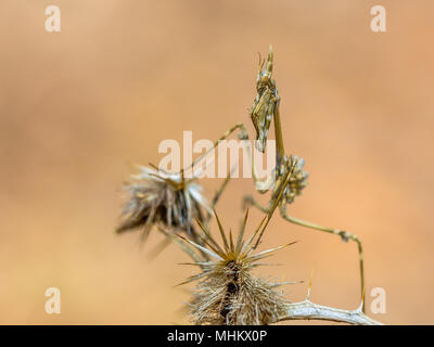 Conehead mantis (Empusa pennata) mediterranean shrubland ambush predator insect with camouflage colors Stock Photo