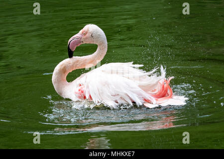 Pink flamingo (Phoenicopterus roseus) bathing Stock Photo