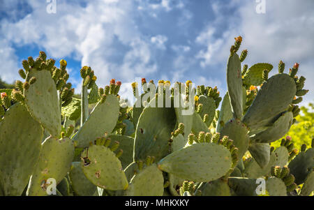 Indian fig, cactus pear (Opuntia ficus-indica, Opuntia ficus-barbarica) can be a pest in some parts of Cyprus