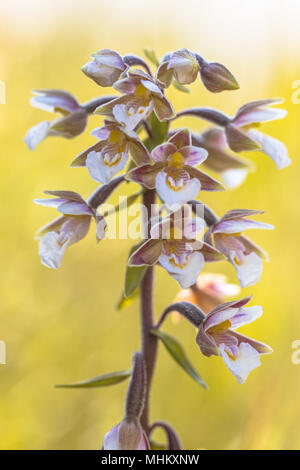 Marsh helleborine (Epipactis palustris) orchid flowers blooming with bright colored yellow background Stock Photo