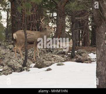 Buck walking in the winter snow. Stock Photo