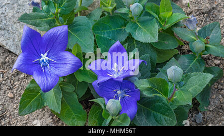 Close-up of blue bellflowers on rock garden. Campanula carpatica. Beautiful spring blooms and buds with green leaves on ornamental flower bed. Stock Photo