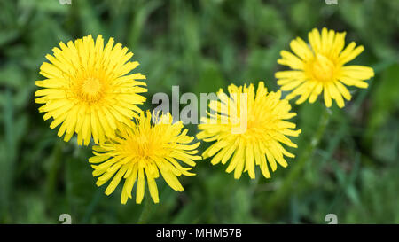 Flowering common dandelions in spring meadow. Taraxacum officinale. Beautiful yellow blooms. Medicinal wild herb. Close-up. Green grass in background. Stock Photo