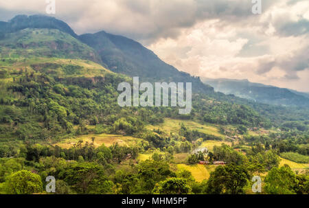 A private farm in the mountains somewhere in Sri Lanka. Stock Photo