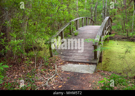 NC01773-00...NORTH CAROLINA -  Bridge over a pond in Nags Head Woods a Nature Conservancy Site and a National Natural Landmark located on the Outer Ba Stock Photo