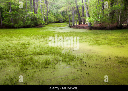 NC01775-00...NORTH CAROLINA - Pond along Center Loop Trail in Nags Head Woods, a Nature Conservancy Site and a National Natural Landmark located on th Stock Photo