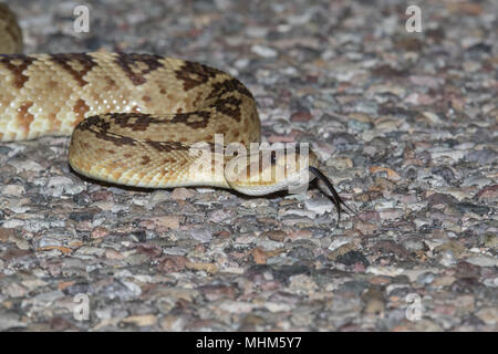 A black-tailed rattlesnake crossing a paved road. Stock Photo