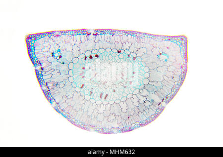 Pine tree leaf, cross section, 20X light micrograph. Needle of Pinus ...