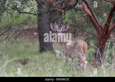 A young Coues whitetail buck in velvet. Stock Photo