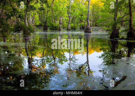 NC01810-00...NORTH CAROLINA - Reflections on Merchants Mill Pond, Merchants Millpond State Park. Stock Photo