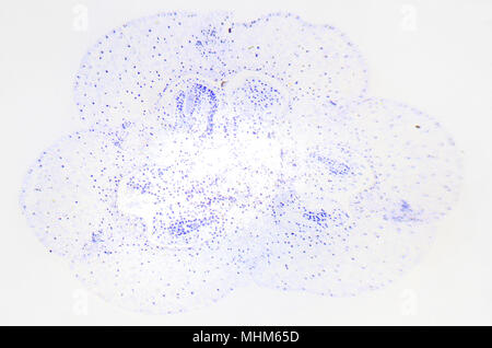 Microscopic photography of lilium ovary. Cross section. Stock Photo