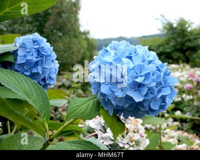 Blue Hydrangea Shrub in Bloom Stock Photo