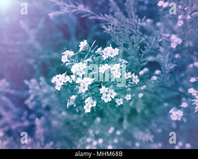 White diosma flowers on the colorful blurred background. Floral desktop.Toned image. Stock Photo
