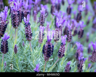 French or spanish or topped lavender purple flowers Stock Photo