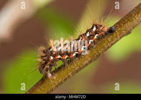 Brown-tail moth caterpillars (Euproctis chrysorrhoea) emerging from ...