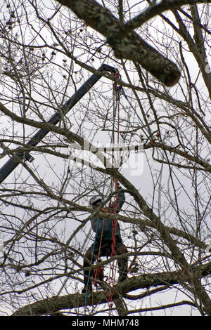 A working arborist wearing climbing gear and toting a chain saw balances high up on a tree branch