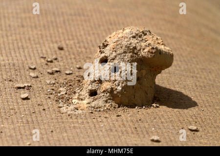 Mud Dauber Wasp with Nest Stock Photo: 215557228 - Alamy