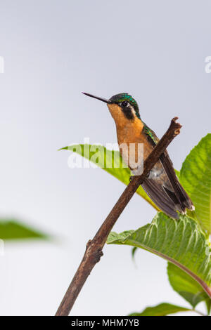 Female Gray-tailed Mountain-gem, Lampornis cinereicauda, is a hummingbird which breeds only in the mountains of southern Costa Rica. Stock Photo