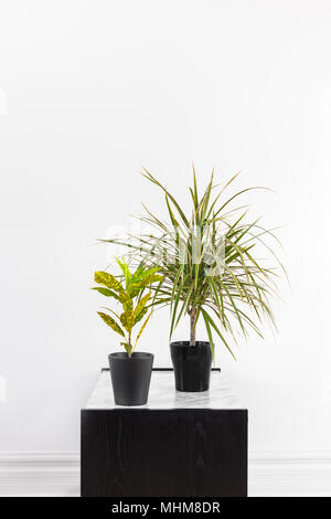 Gold Dust Croton plant and Madagascar dragon tree and in black pots, on a side table. Stock Photo