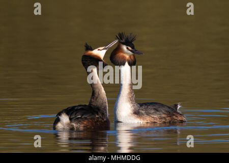 pair of Great Crested Grebes (Podiceps cristatus) facing each other at the start of their courtship display Stock Photo
