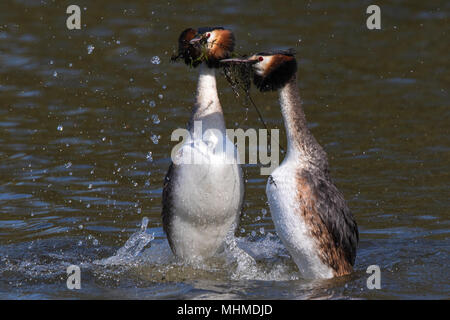 pair of Great Crested Grebes (Podiceps cristatus) dancing on the surface of a lake during their courtship display with aquatic plants in their bills Stock Photo