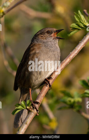 Dunnock (Prunella modularis) singing from a branch with fresh leaves Stock Photo