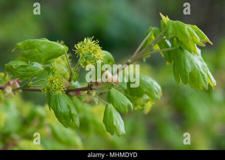 flowering Field Maple (Acer campestre) tree with fresh leaves Stock Photo