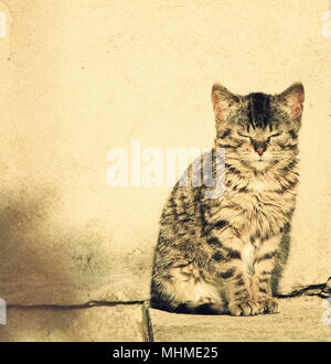 cute kitten enjoying sunlight Stock Photo