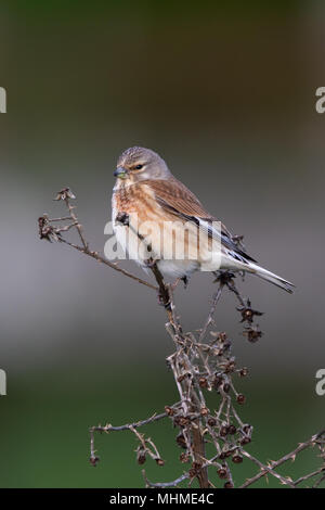 female Common Linnet (Linaria cannabina) perched on a dead plant stem Stock Photo