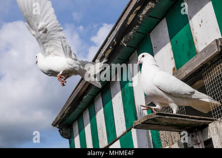 White doves flying the coup in a County Durham allotment, England Stock Photo