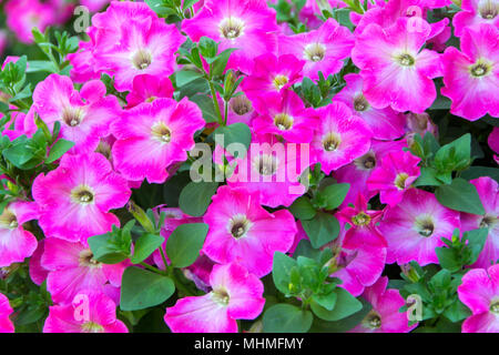 Petunia flower, close up. Surfinia Purple is a vigorous trailing plant to 30cm tall, with dark magenta-purple flowers 8cm across from mid summer to la Stock Photo