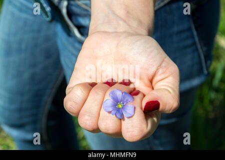 The woman's hand holds a freshly picked meadow flower Stock Photo