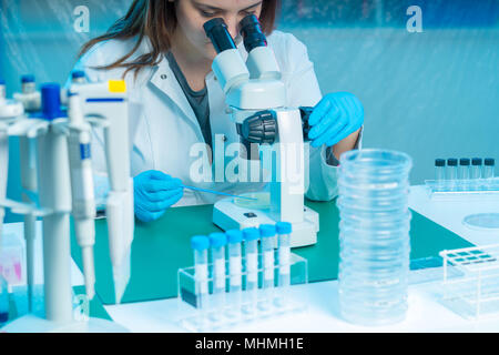 technician review bacterial colonies in Petri dishes using the microscope Stock Photo