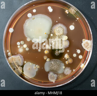 A petri dish with colonies of microorganisms for bacteriological analysis in a microbiological laboratory Stock Photo