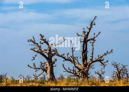 Two baobab trees Stock Photo