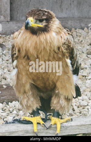 The Indian Tawny Eagle Stock Photo