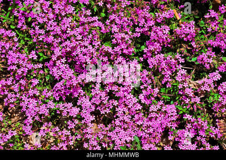 A beautiful carpet of pink wood-sorrel in a mountain wood in springtime. Stock Photo
