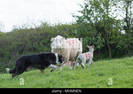 collie rounding up sheep Stock Photo