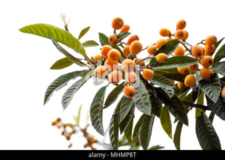 branches of loquat, Eriobotrya japonica, on white background Stock Photo