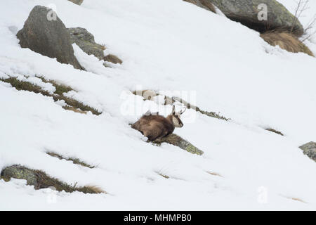 chamois deer portrait in the snow background Stock Photo