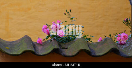 Pink Roses over Wall Stock Photo